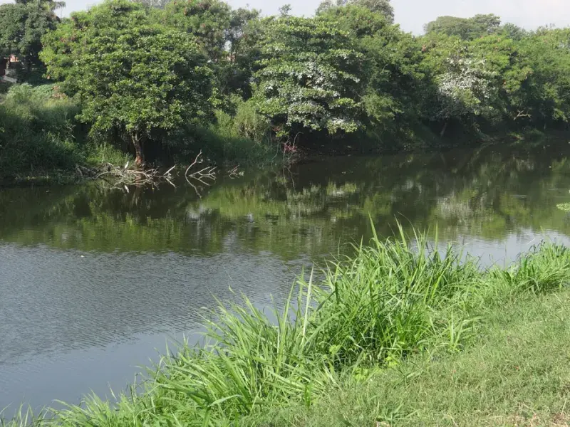 Gobernanza público-comunitaria, la clave para la protección de los humedales urbanos 